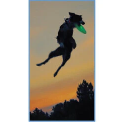 Nite Ize Flashlight Dog Discuit -CampMate Shop FFDD 08 28 feature 01 n